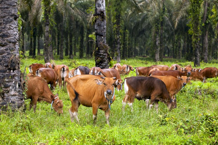 Komparasi Biodiversity Loss pada Minyak Nabati