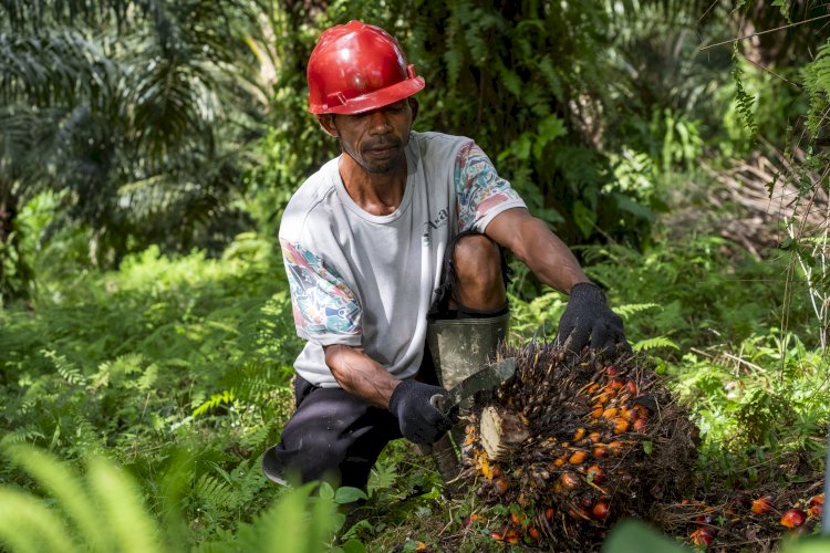 Kelapa Sawit Jadi Solusi Ketimpangan Ekonomi
