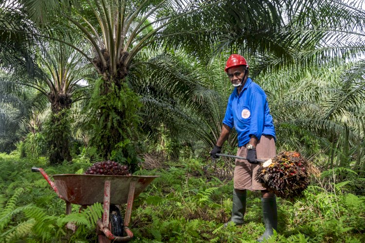 Kelapa Sawit Sebagai Sumber Kesejahteraan Petani dan Desa