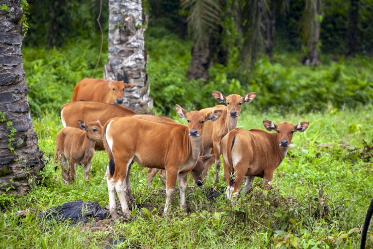 Minyak Sawit Solusi untuk Melestarikan Keanekaragaman Hayati