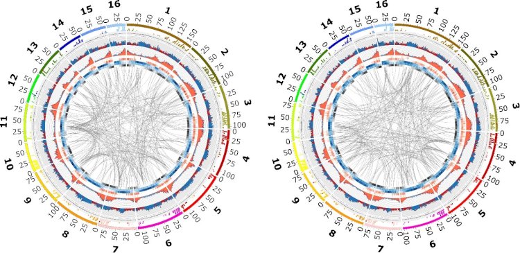 Membuka Black Box Genom Sawit: Terobosan untuk Pemuliaan Masa Depan