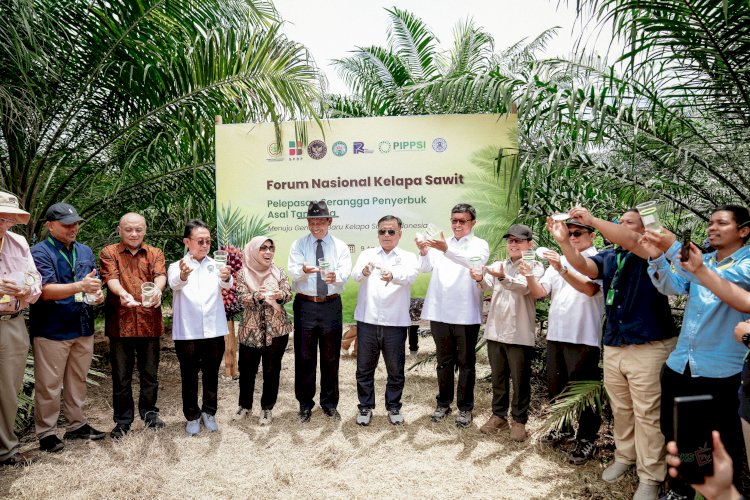 PELEPASAN SERANGGA PENYERBUK ASAL TANZANIA: POLINATOR ALAMI UNTUK MENUJU GENERASI BARU KELAPA SAWIT INDONESIA