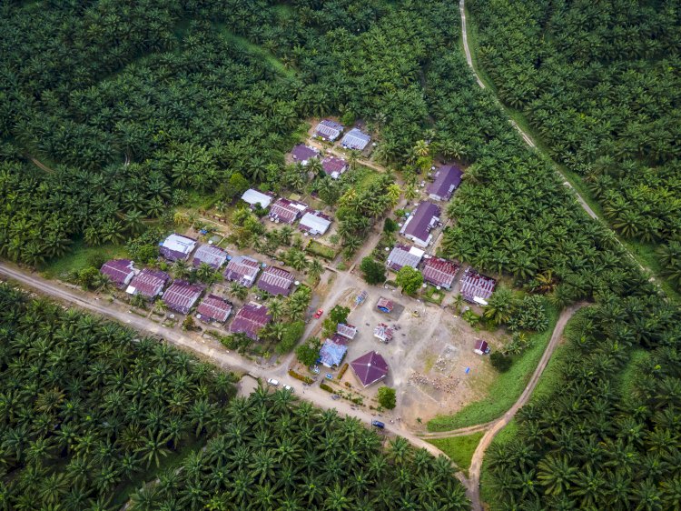 Opini Publik: Sawit dan Masa Depan Nagan Raya