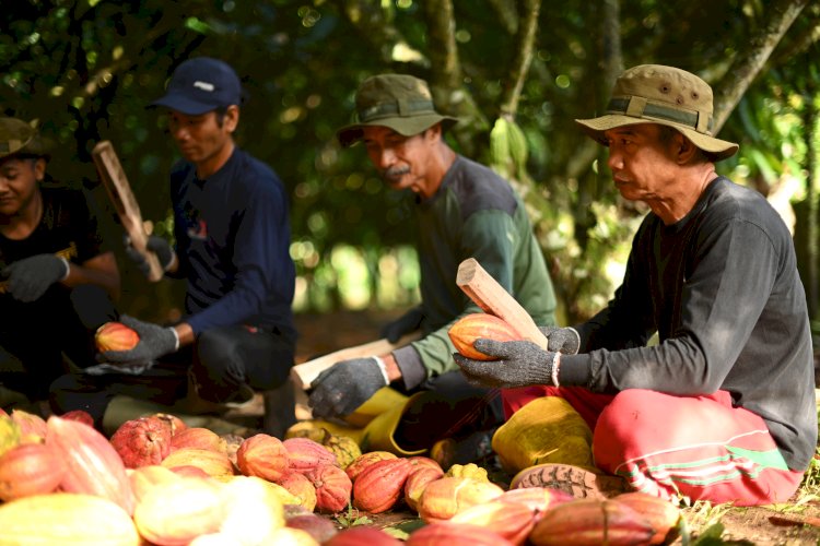 Opini Publik: Dari Kebun ke Perekonomian: Peran Perkebunan Kakao dalam Transformasi Ekonomi dan Sosial Berkelanjutan