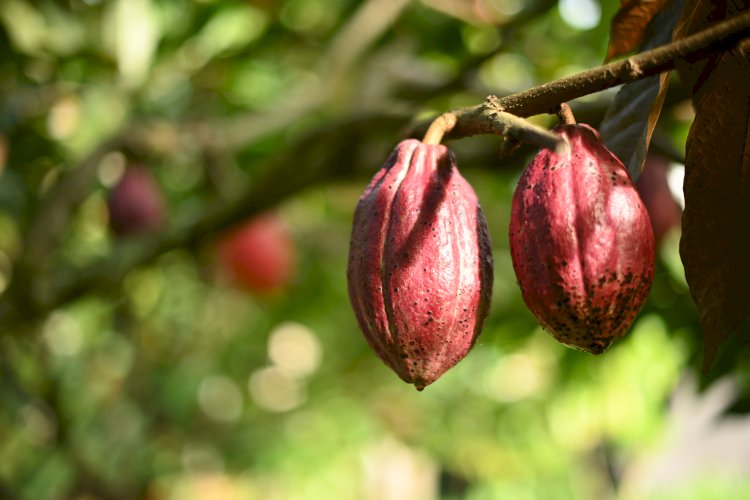Opini Publik:  R2U: Restorasi, Resiliensi, dan Usahatani Kakao sebagai Strategi Integratif dalam Mewujudkan Keberlanjutan Ekologi, Ketahanan Sosial-Ekonomi, dan Transformasi Agraris di Sulawesi Selatan