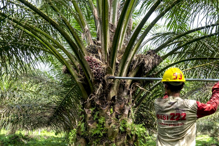 Opini Publik: Mitra Bumi yang Menguntungkan: Carbon Farming sebagai Jalan Keluar untuk Membangun Industri Sawit Berkelanjutan dan Berdaya Saing Global