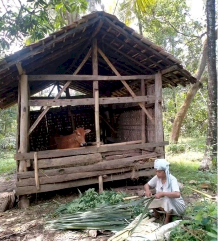 Opini Publik: Filosofi dan Praktik Hidup bersama Pohon Kelapa