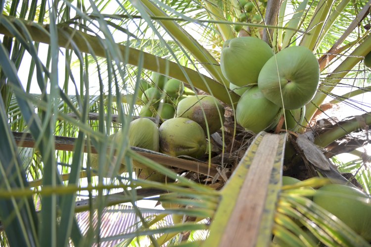 Opini Publik: Dari Limbah untuk Kedaulatan Energi Hilirisasi: Inovasi Teknologi Sabut Kelapa sebagai Solusi Krisis Bahan Baku Industri Kelapa Nasional