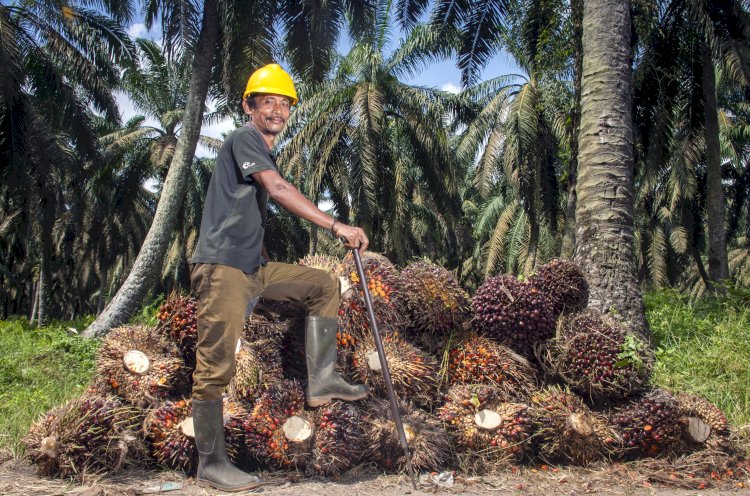 Opini Publik: Pluralitas & Sawit: Harmoni Sosial dan Ekonomi Keberlanjutan Kalimantan Barat