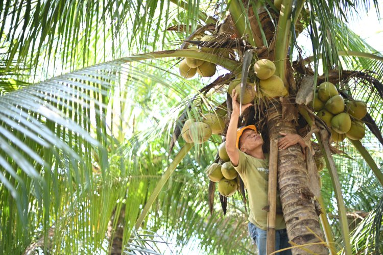 Opini Publik: Sinergi Perkebunan dan Lingkungan: Model Ekonomi Sirkular Berbasis Kelapa