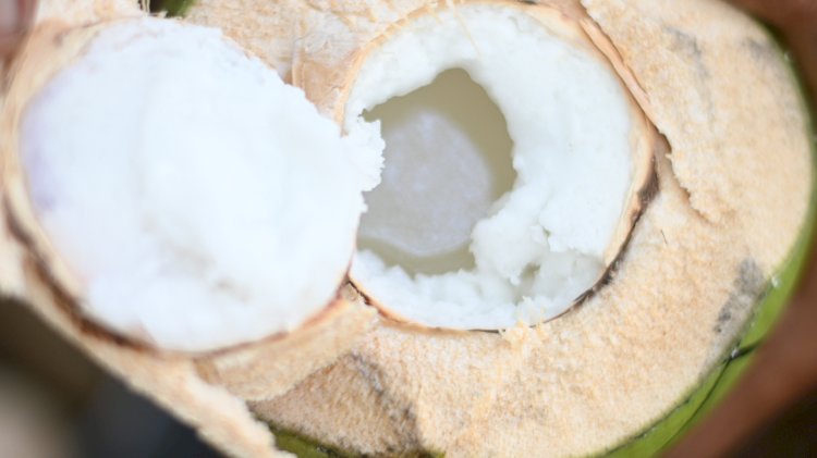 Opini Publik: From Waste to Wellness: Minuman Isotonik Probiotik Air Kelapa dengan Starter Dadiah Khas Nusantara