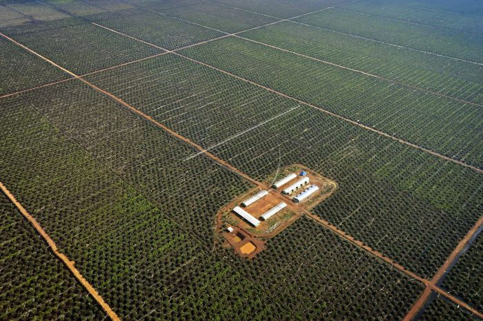 Investors To Build Palm Oil Mill in Kotim
