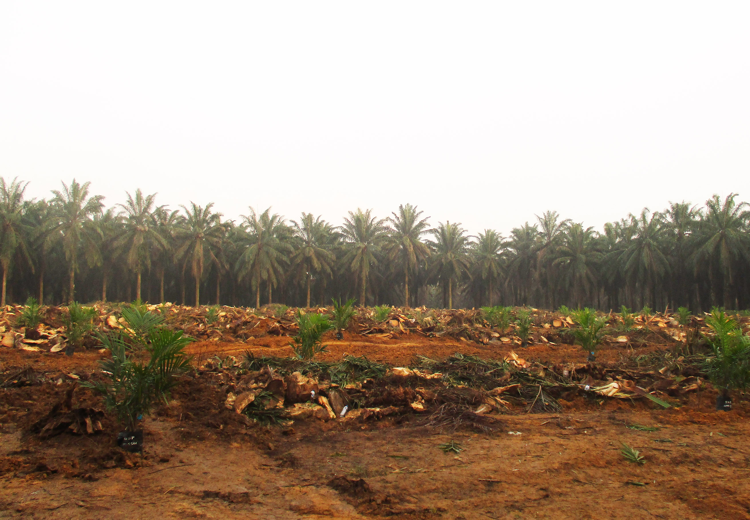 Banks Provide for Oil Palm Replanting Rp4 Trilion