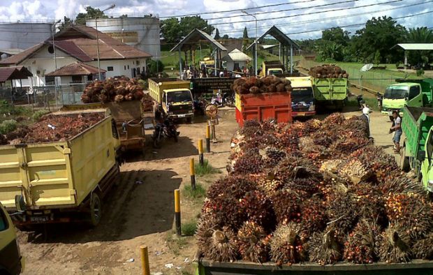 Indonesia Seeks Palm Oil Export to Morocco