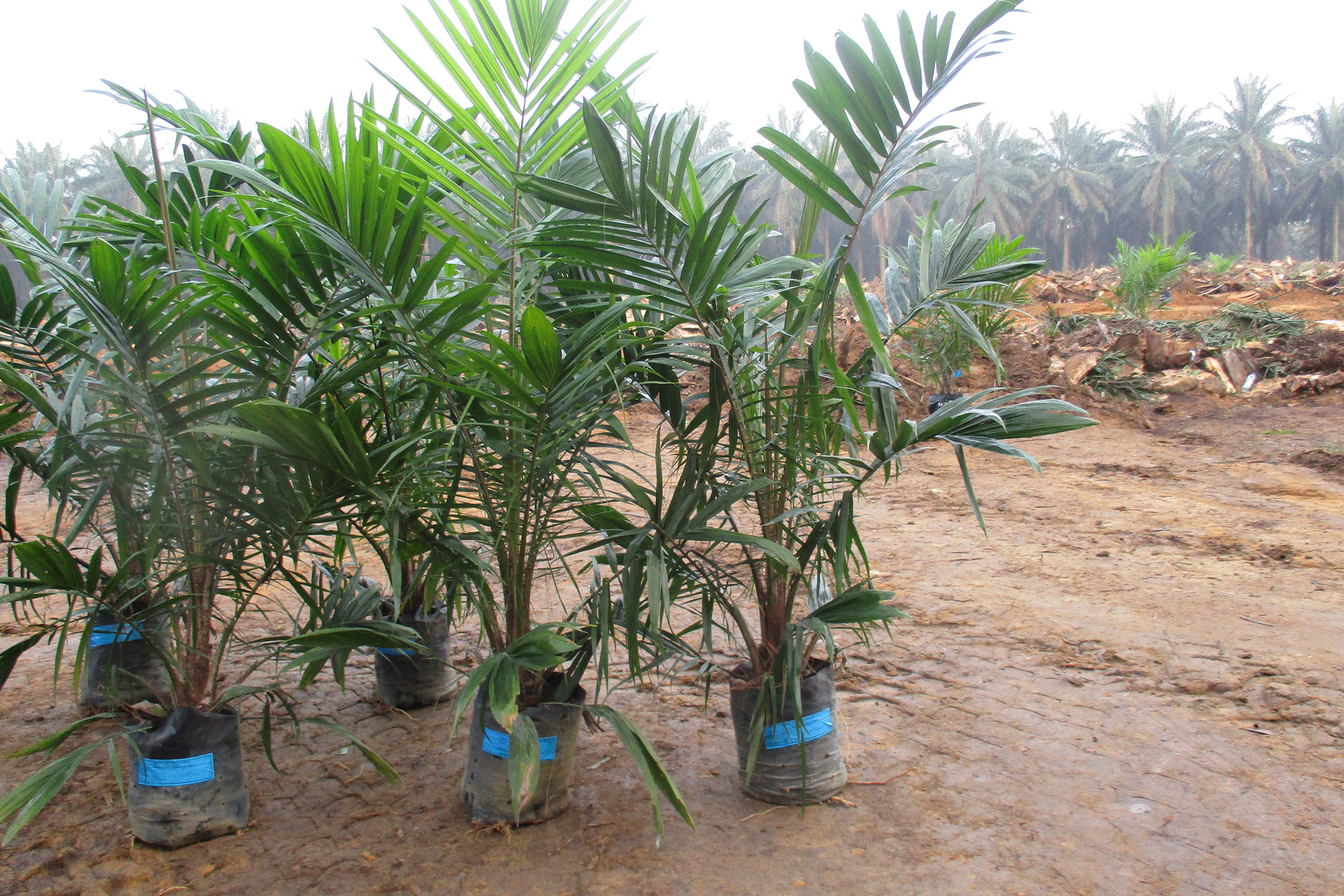 Govt Makes Procedures Easier to Replant Oil Palm