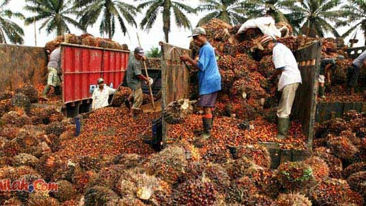 Discrimination Against Palm Oil Threatens Farmers and Workers