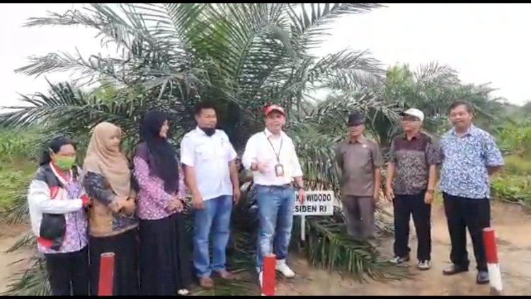 Pohon Sawit Hasil Peremajaan Tumbuh Subur