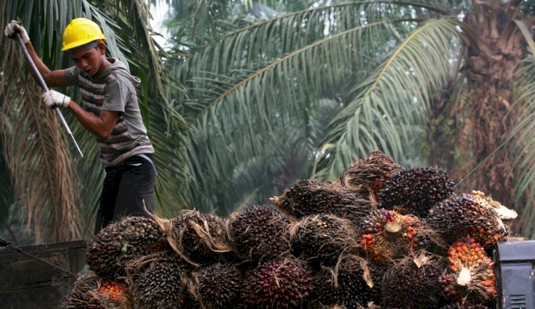 Indonesia Raises Palm Oil Issue at Negotiations on IEU-CEPA