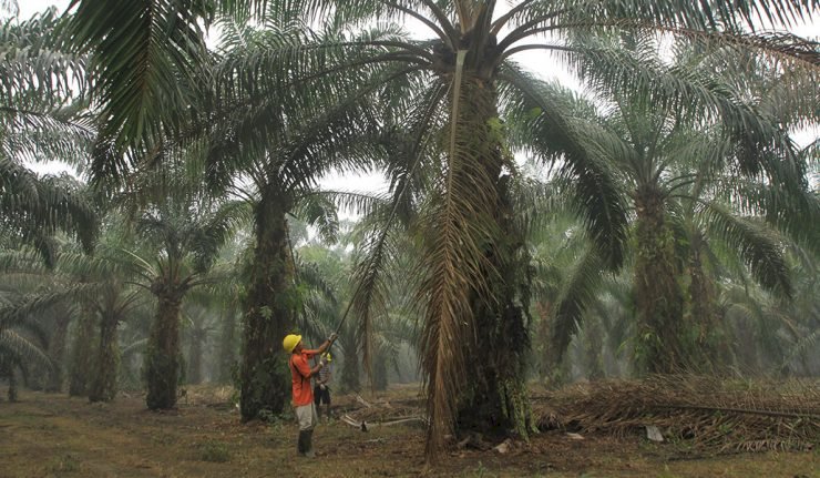 Operasional Sawit Tidak Terganggu COVID-19