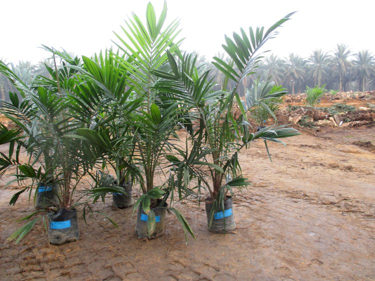 Potensi Sumber Pendapatan Petani Selama Replanting Sawit