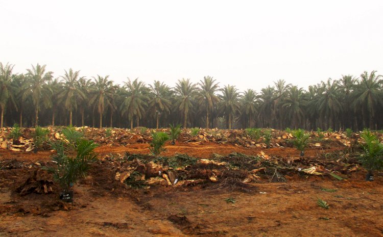Asahan Regency Kicks Off Oil Palm Tree Replanting Program