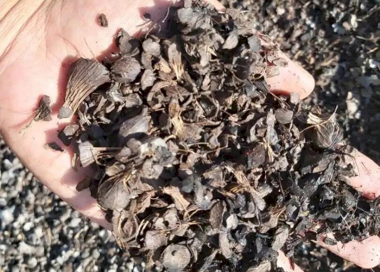 Ekspor Palm Kernel Shell ke Jepang Terus Berlangsung di Tengah Pandemi COVID-19