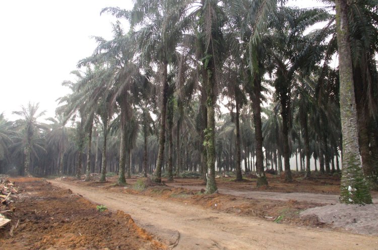 West Kalimantan to Gradually Replant Oil Palm Trees