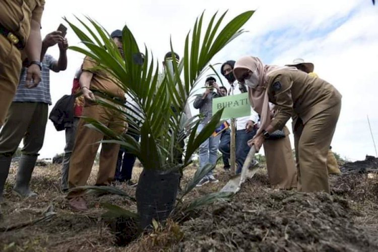 Petani Sawit di Luwu Utara Gelar Peremajaan untuk Tingkatkan Produktivitas