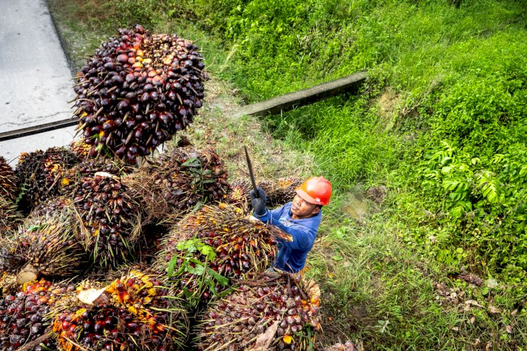 Pemerintah siapkan Rp 3,4 Trilun untuk Dana Bagi Hasil (DBH) Sawit Bagi 350 Daerah