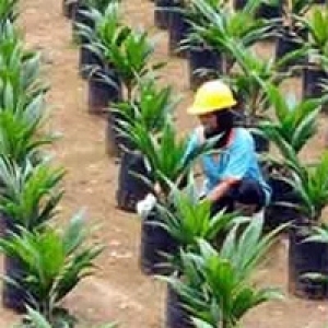 Petani Sawit di OKU Sumsel Dambakan Replanting