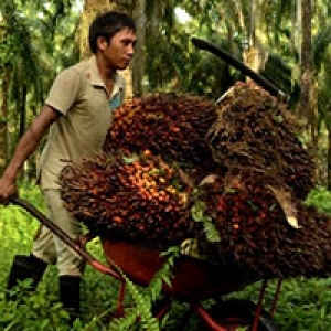 Palm Oil Matters to Indonesia’s Economy