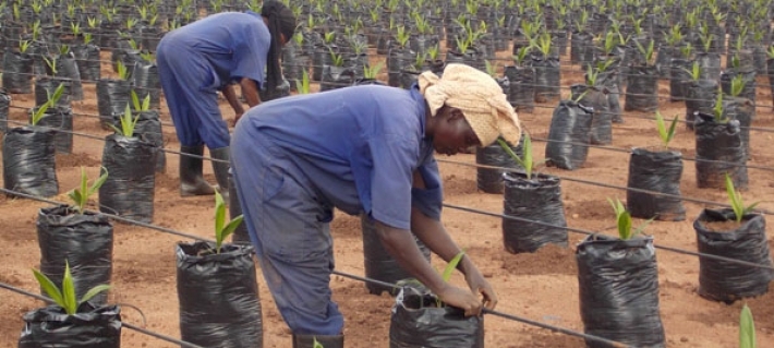 Indonesia Bantu Petani Sawit Uganda