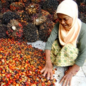 Melawan Dunia Membela Petani Sawit