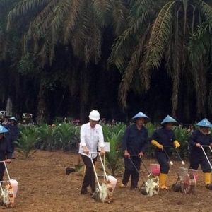 Presiden Jokowi Mulai Peremajaan Kelapa Sawit di Sumsel