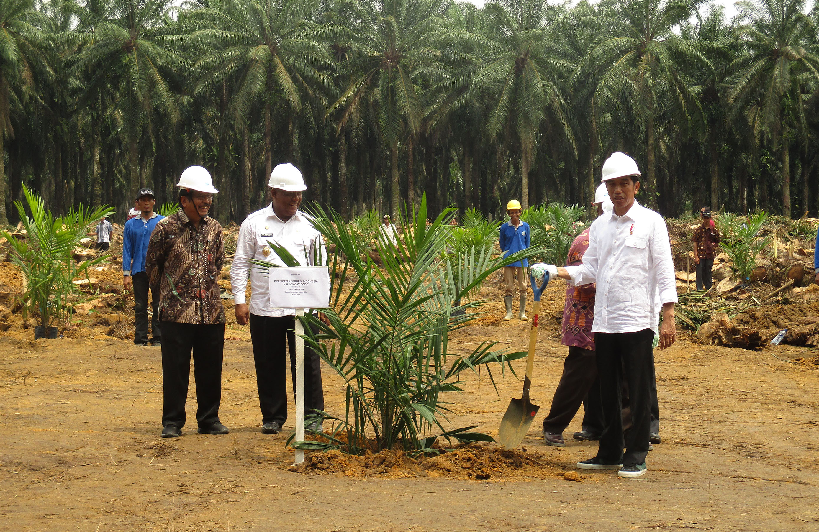 Kisah Riau di Balik Peremajaan Sawit