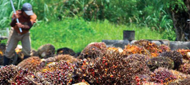 FAO dan IFAD Dukung Indonesia Hadapi Diskriminasi Produk Kelapa Sawit