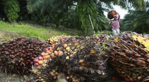 Dunia Butuh Kelapa Sawit