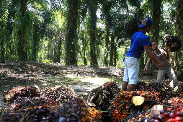 Devisa dari Kelapa Sawit Bisa Topang Kurs Rupiah