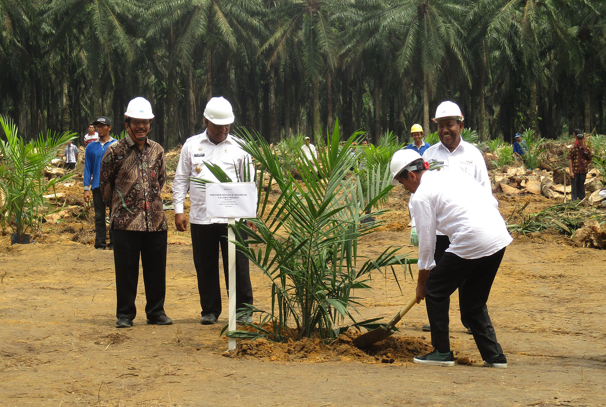 Presiden Jokowi Resmikan Peremajaan Sawit Tahap III di Riau