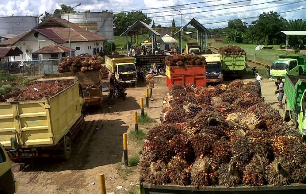 Industri Sawit Nasional Hadapi Tantangan Bea Impor