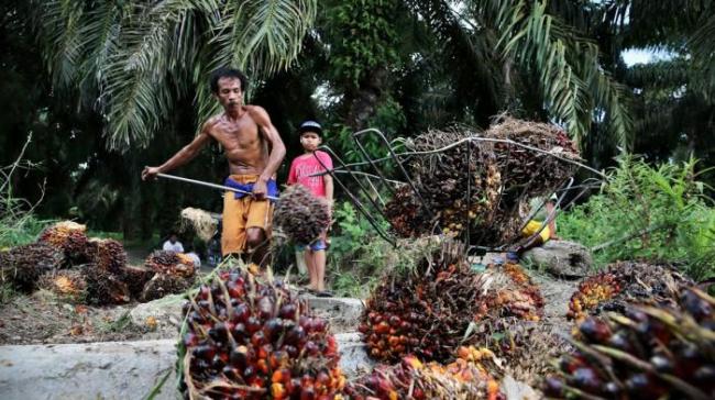 Pemkab Sintang dan WWF Bentuk Forum Sawit Berkelanjutan