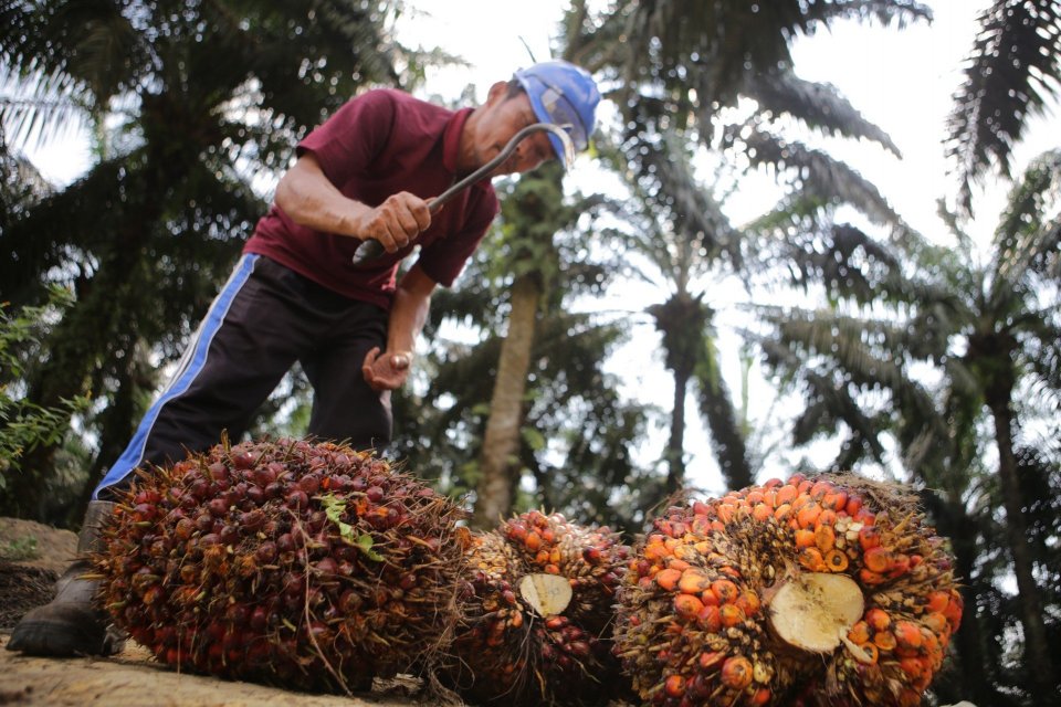 Palm Oil Industry Need Entomology to Increase Production