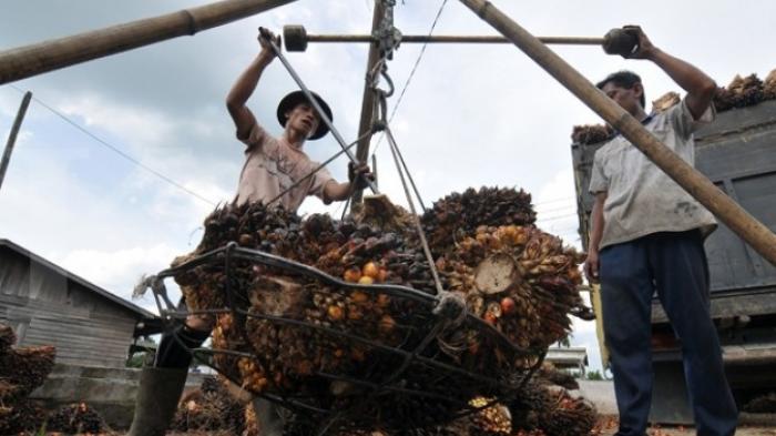 Peluang Besar Sawit Indonesia di Tengah Perang Dagang AS-China