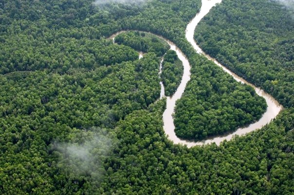 Riset Global: Indonesia Sukses Cegah Deforestasi