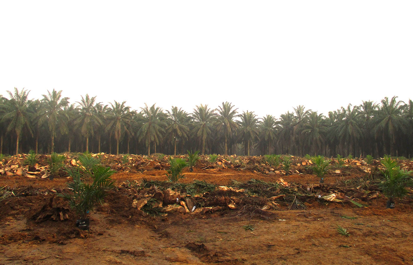 Oil Palm Farmers in Riau Demand More Replanting Program