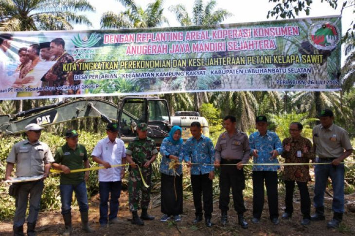 Oil Palm Farmers in Labuhanbatu Selatan Initiate Replanting