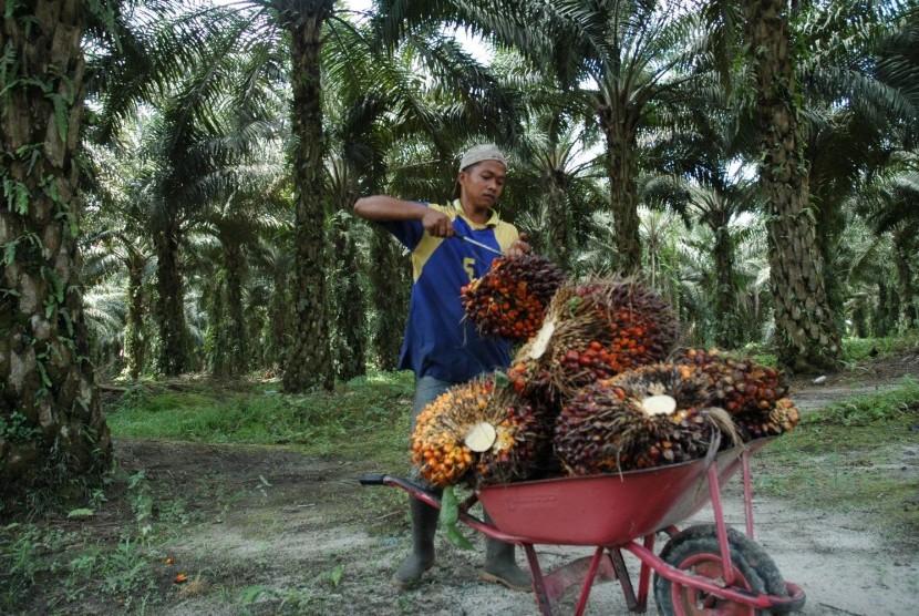 Petani Sawit Nagan Raya Kecewa Soal Harga TBS