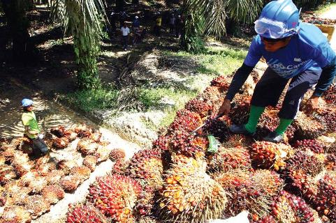 Regional Palm Oil Stockpiles Seen Rising