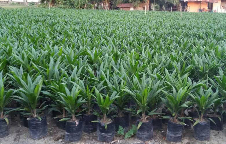 Illegitimate Oil Palm Seeds Found in East Kutai, Farmers Need to be Carefull