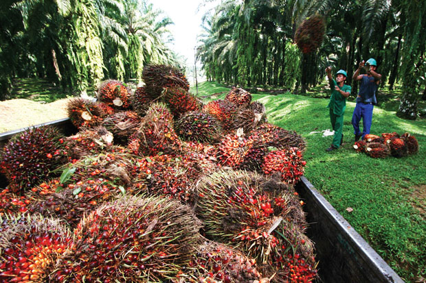 Indonesia’s Palm Oil Output Decline 5% in August 2018